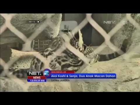 Aksi duo anak macan Dahan di kebun binatang San Diego - NET12
