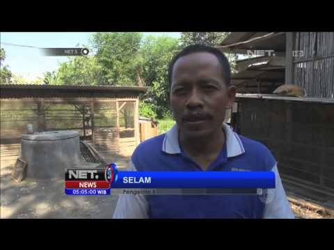 Biogas dari limbah pengolahan tahu - NET5