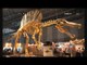 Penemuan fosil Spinosaurus - NET12