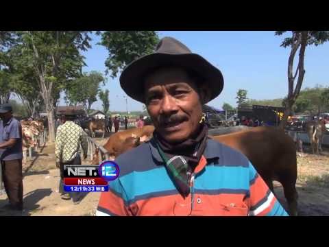 Tingginya Kenaikan Harga Hewan Kurban Jelang Idul Adha -NET12