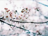 宇多田ヒカル - 「桜流し」アルトサックスで演奏