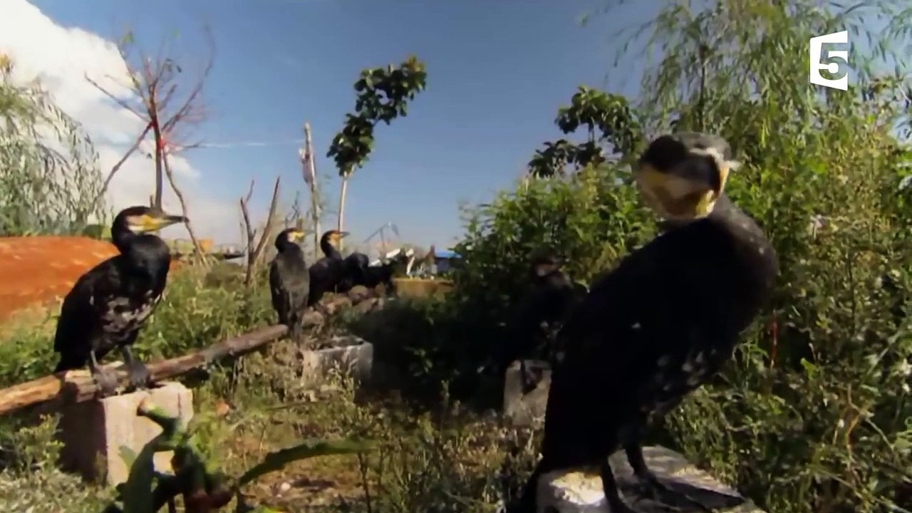 Chine  - des oiseaux dressés pour pêcher - ZAPPING SAUVAGE-0U2BDk5PRbU