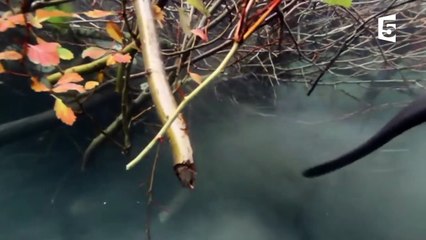 Le castor transforme complètement le paysage - ZAPPING SAUVAGE-84h3h6flTAQ