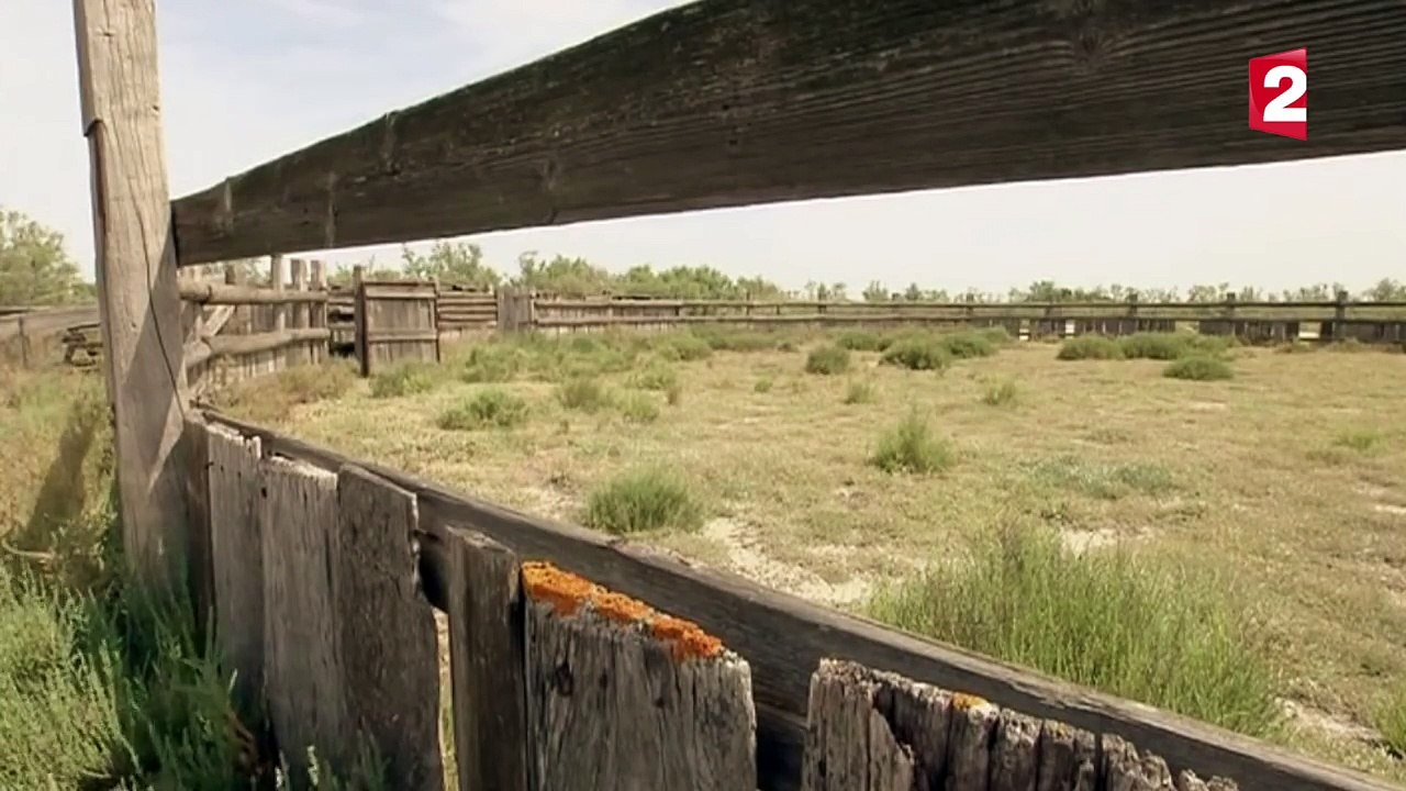 Le cheval sauvage Camargue - ZAPPING SAUVAGE-A3apBiSWbos