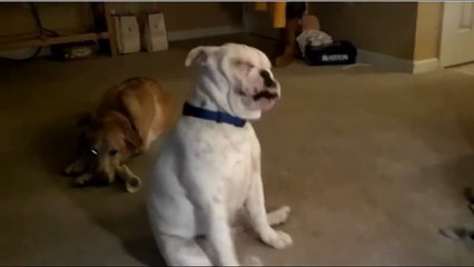 Собака Танцует Блюз под Гитару