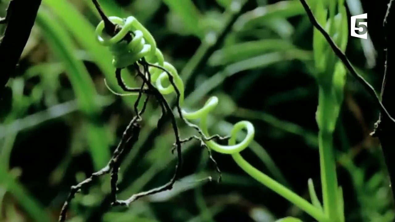 L'insecte le plus bizarre de la galaxie - ZAPPING SAUVAGE-gi0IKUbOwq8