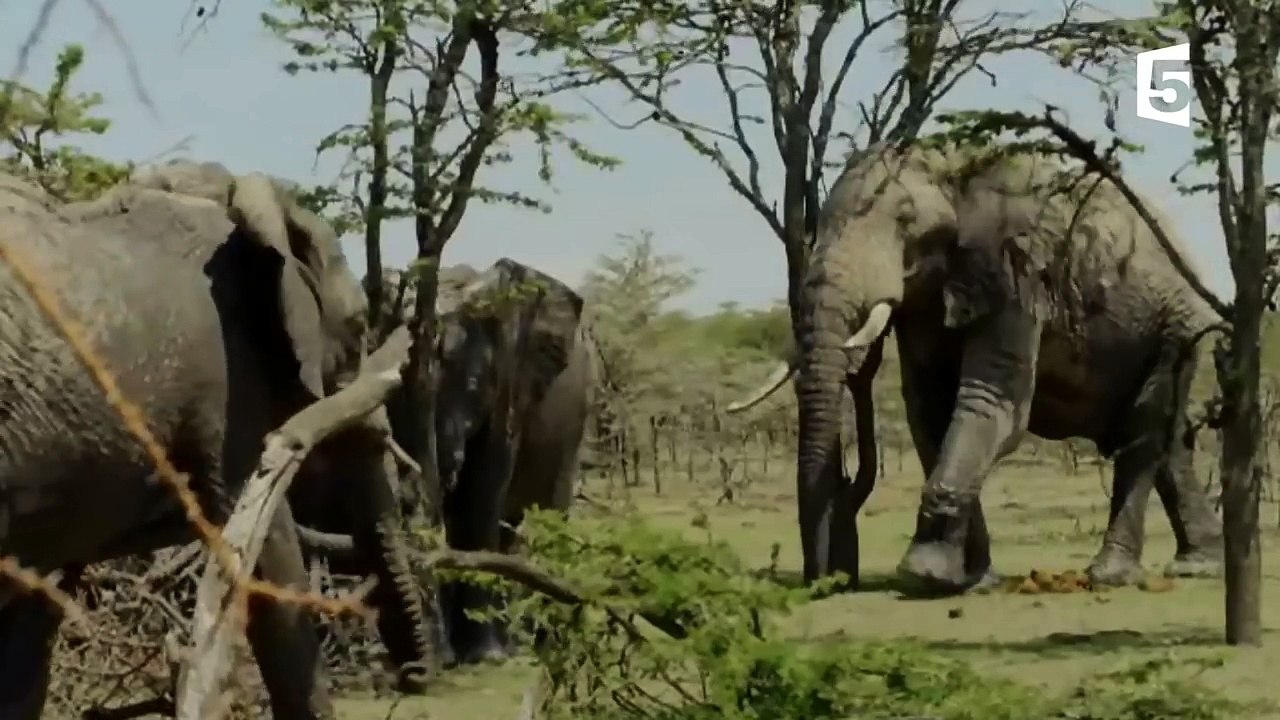 Sexe  - comment fait l'éléphant  - ZAPPING SAUVAGE-uKdh-qpdb_o