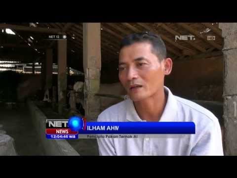 Inovasi Pakan Ternak Baru oleh Peternak Yogyakarta -NET12