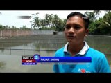 Budidaya Ikan Arwana di Magelang Jawa Tengah - NET12