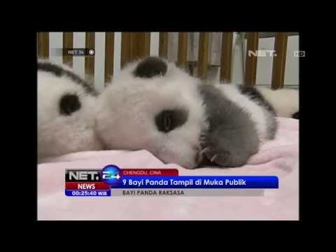 Aksi 9 bayi panda yang menggemaskan - NET24