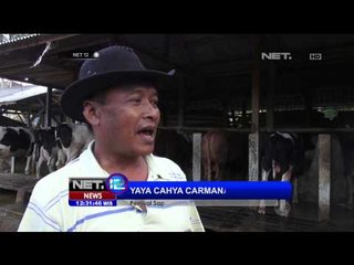 Cuci Steam Sapi di Garut - NET12