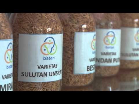 Teknologi Nuklir mampu meningkatkan kualitas bibit unggul - IMS