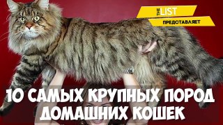 Кошки 10 самых крупных пород домашних кошек