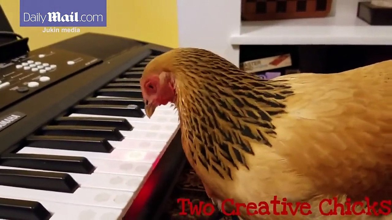 Musical chicken plays America the Beautiful' on a keyboard