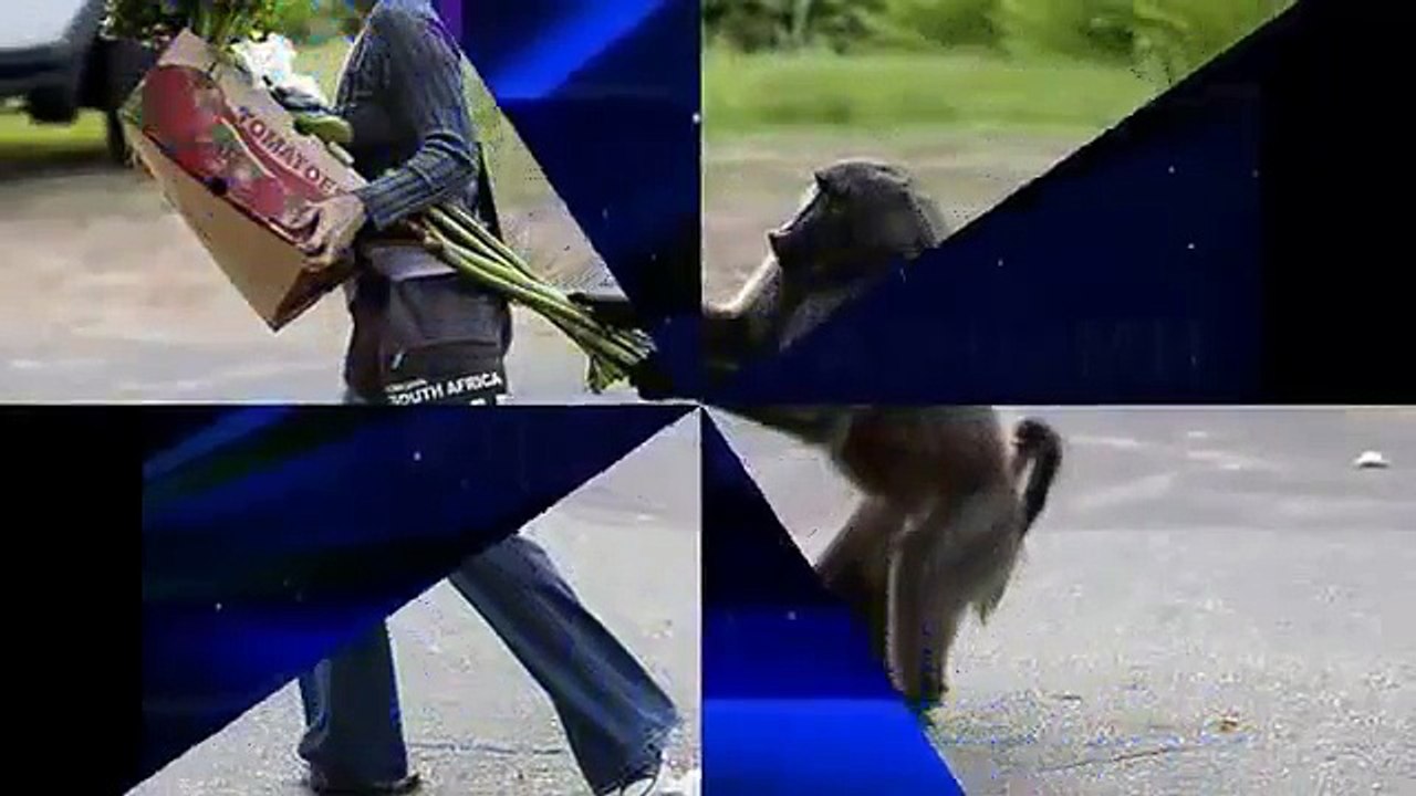 Животные прикалываются.  Это надо посмотреть.