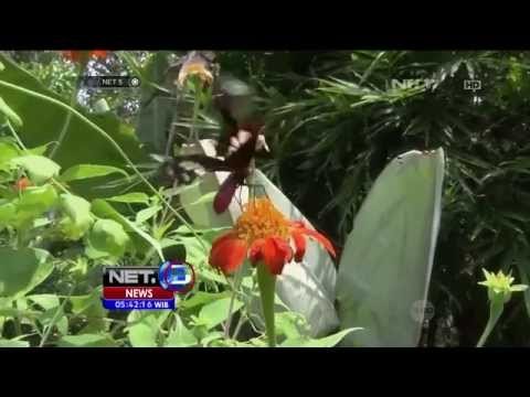 Puluhan Spesies Kupu-kupu Langka di Kamboja -NET5