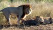 ▶ Kinky Lions Mating while Killing a Warthog ! Kruger National Park