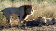 ▶ Kinky Lions Mating while Killing a Warthog ! Kruger National Park
