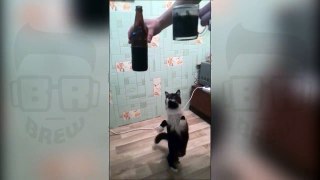 Кот и пиво)