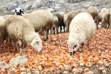 Depolarda Kalan Soğanlar Hayvanlara Yem Oldu