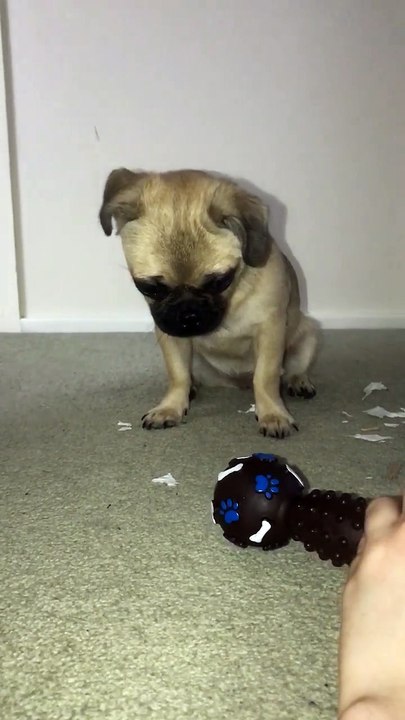 Ce chien imite le couinement d'un jouet en plastique