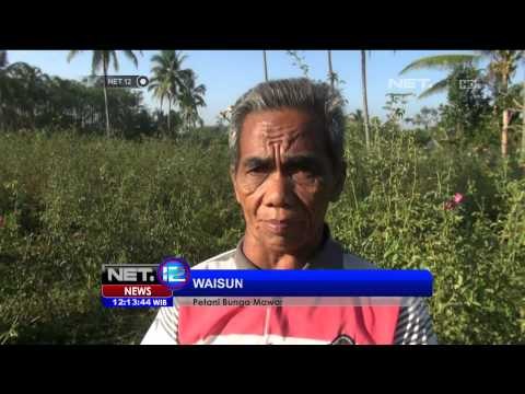 Kebun Bunga Mawar di Jember Kembali Bersemi -NET12