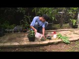 Cinta Bumi - Berkebun Sayur di Lahan Sempit -NET5