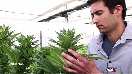 Israël - Cannabis : première lecture du projet de loi vers une dépénalisation