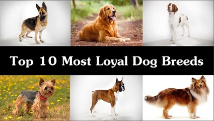 Top 10 Most Loyal Dog Breeds