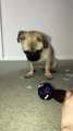 Ce chien fait le même bruit que son jouet qui couine