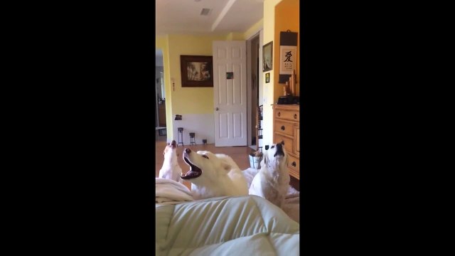 Petit concours d'aboiement entre chiens... Adorable sauf pour les voisins