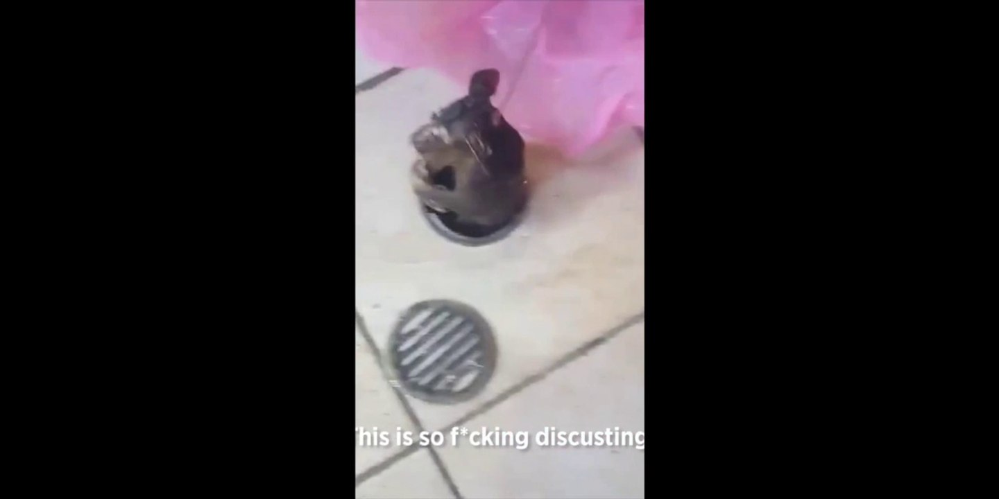 Regardez ce qu'ils découvrent dans leur canalisation de salle de bain... Horrible