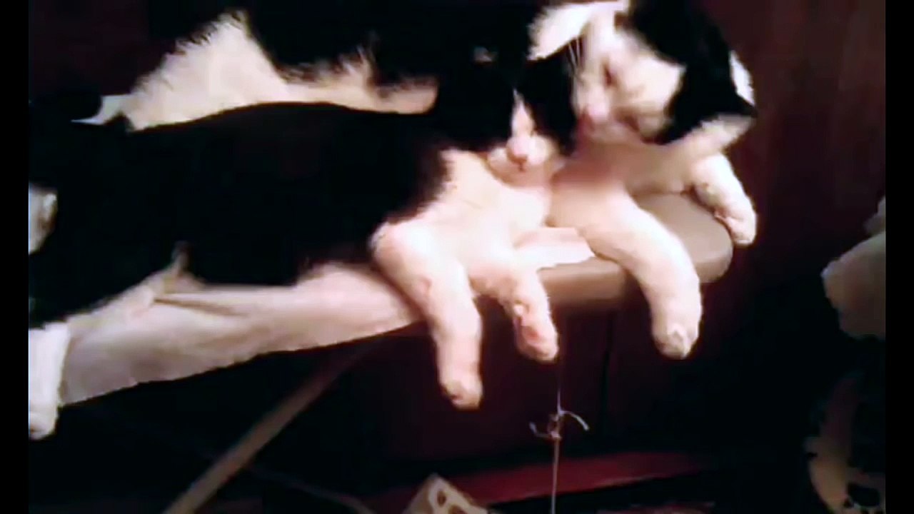 7 забавных тайских котов. Симпатичные котята