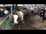 Kontes sapi unggul Klaten - NET5