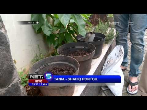 Agenda Khas NET5 - Berkebun Cabai Sendiri
