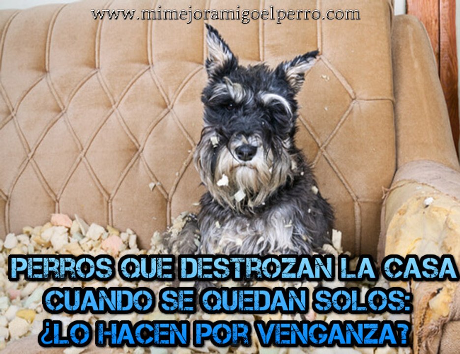 Perros que destrozan la casa cuando se quedan solos: ¿lo hacen por venganza?