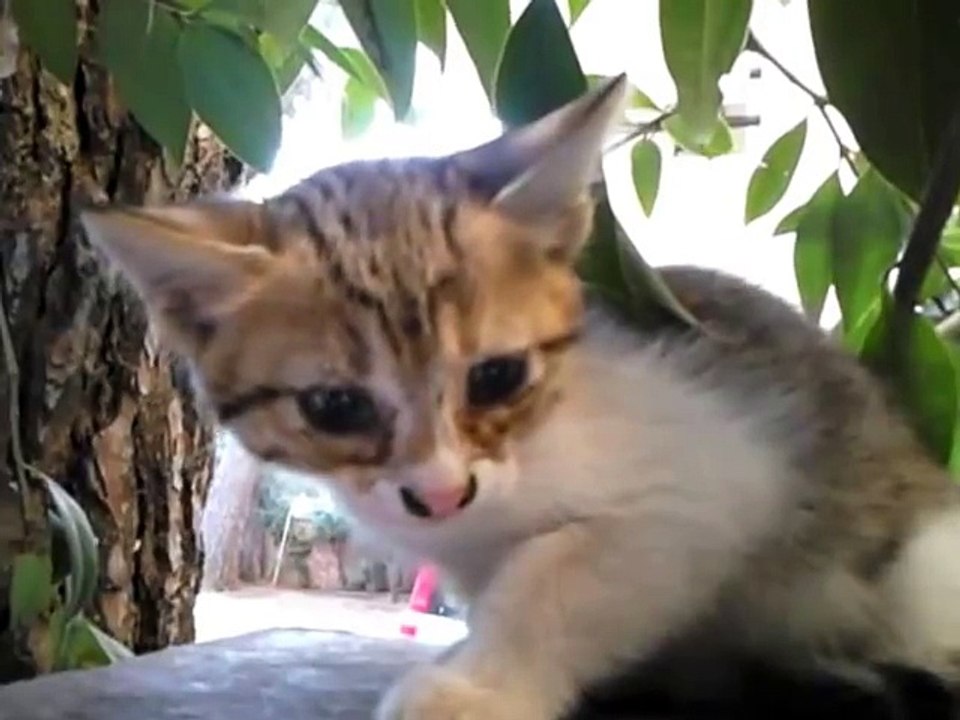 funny scary kitten