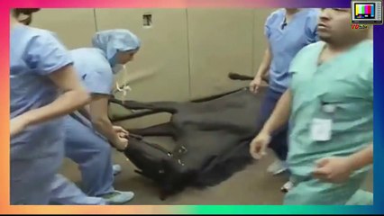 شاهد...فيديو غريب لحصان يحصد 4 مليون مشاهد فى يويمن !!!!ماتعلي...