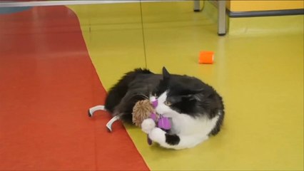 هذا الصباح-تقنية جديدة لتركيب أطراف صناعية للحيوانات