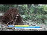Angin Kencang Tumbangkan Belasan Pohon di Kebun Raya Bogor -IMS