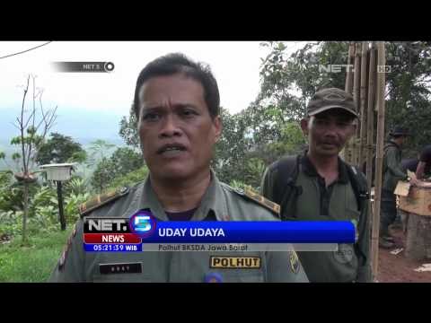 BKSDA Melepas-liarkan Ribuan Ekor Burung Berbagai Jenis Hasil Sitaan -NET5
