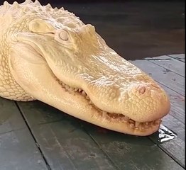 Un alligator albinos qui refuse de sourire