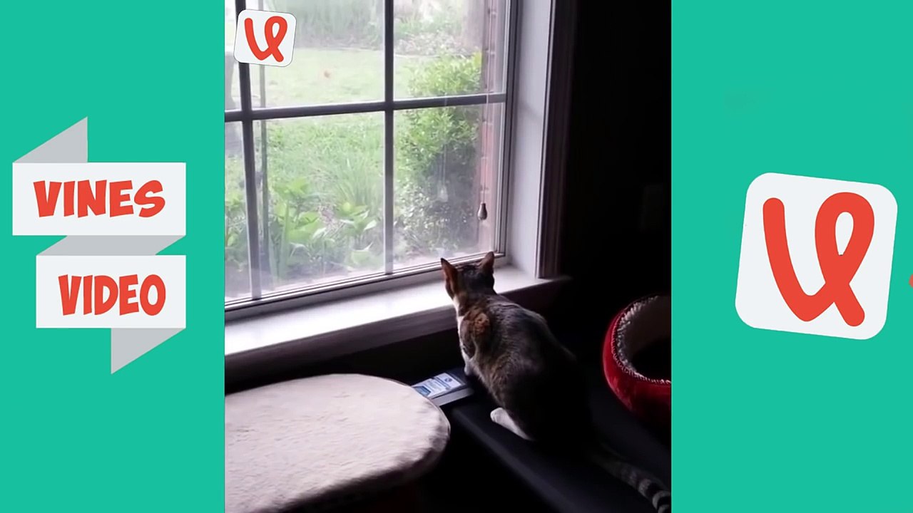 Funny CAT Vines - Vine compilation 2017