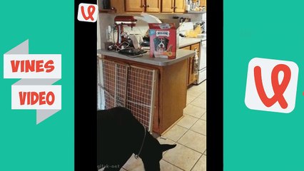 Funny Animals Vines - Vine compilation February 2017