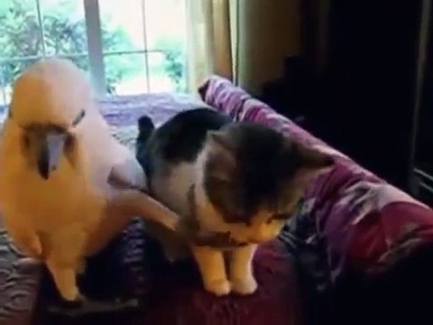 Попугай любит свою кошку Кошка и попугай Приколы про кошек Юмор