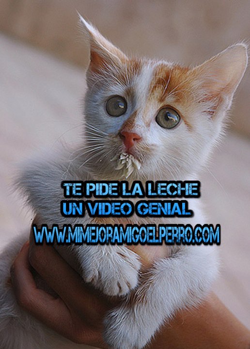 dame la leche mami