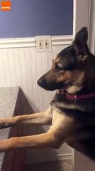 Cat vs Dog fastest fury swipe