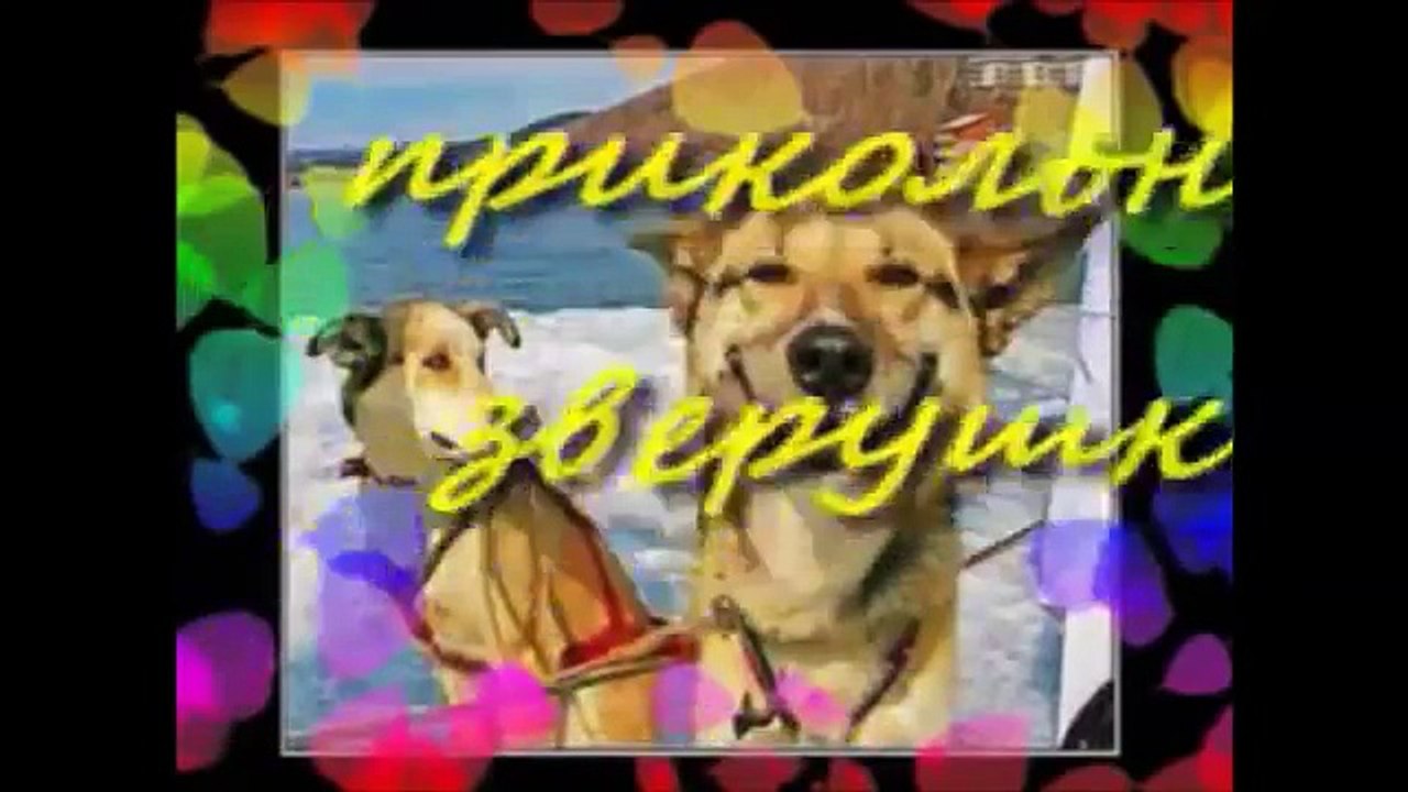 ПРИКОЛы ПРО зверушек