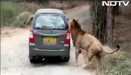 When A Lion Got Up Close And Personal With Car Full Of Tourists