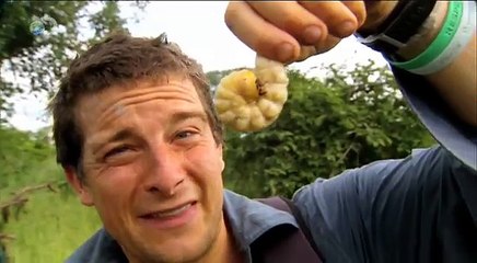 Aç kalınca kurt yiyen midesiz Bear...